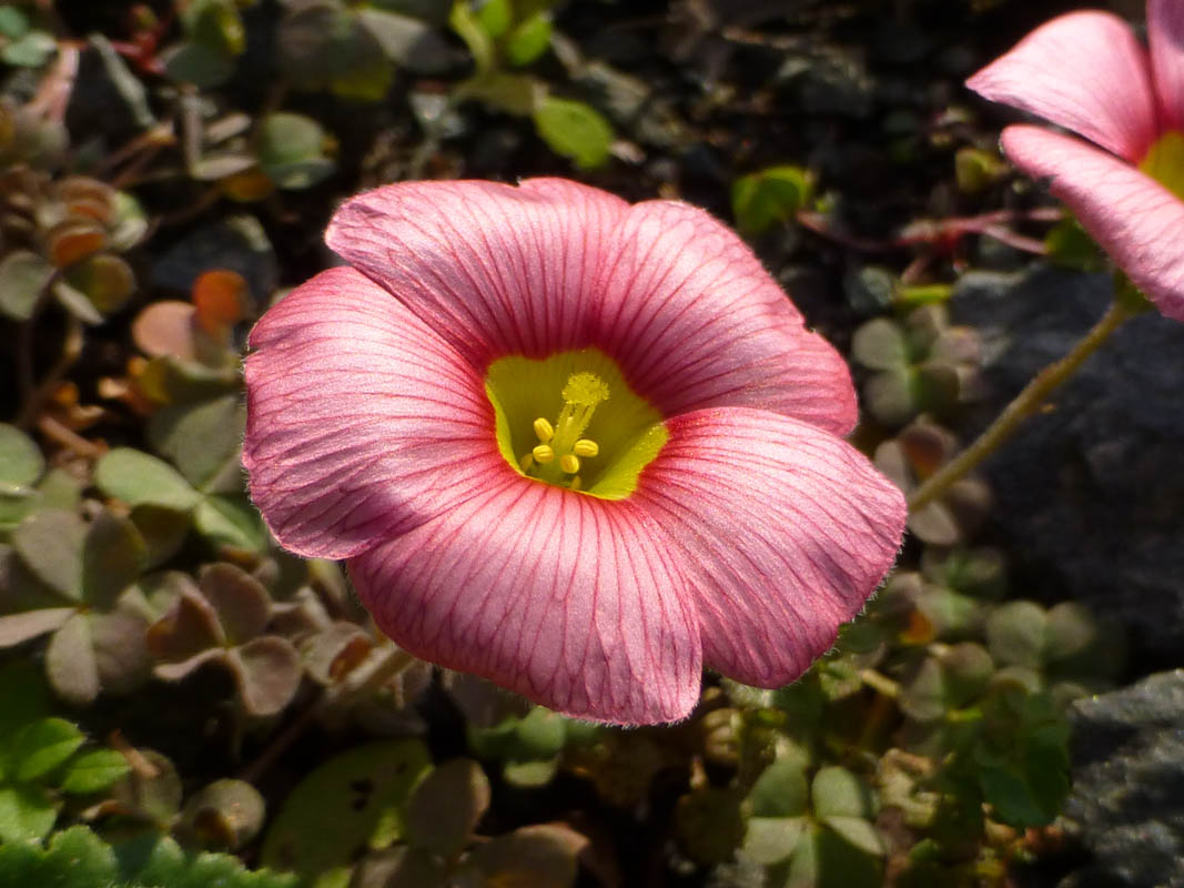 Oxalis obtusa en fleurs sur les pentes sableuses du fynbos en Afrique du Sud